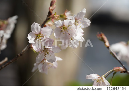 幾朵櫻花在枝頭綻放。 幾朵櫻花在枝頭綻放。 112648464