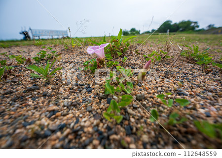 Pink flowers spread all over the shore of Lake Biwa near No. 1 Nagisa Park in Imahama-cho, Moriyama City, Shiga Prefecture in early summer. Pink flowers spread all over the shore of Lake Biwa near No. 1 Nagisa Park in Imahama-cho, Moriyama City, Shiga Prefecture in early summer. 112648559