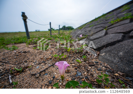 Pink flowers spread all over the shore of Lake Biwa near No. 1 Nagisa Park in Imahama-cho, Moriyama City, Shiga Prefecture in early summer. 112648569
