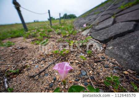 Pink flowers spread all over the shore of Lake Biwa near No. 1 Nagisa Park in Imahama-cho, Moriyama City, Shiga Prefecture in early summer. 112648570