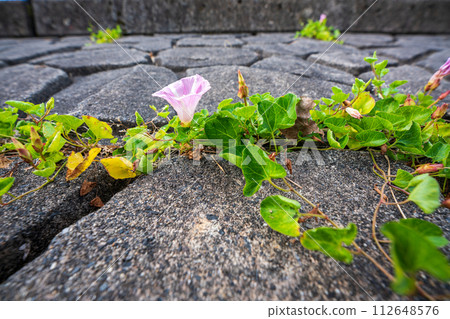 Pink flowers spread all over the shore of Lake Biwa near No. 1 Nagisa Park in Imahama-cho, Moriyama City, Shiga Prefecture in early summer. 112648576