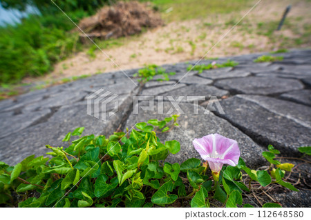 Pink flowers spread all over the shore of Lake Biwa near No. 1 Nagisa Park in Imahama-cho, Moriyama City, Shiga Prefecture in early summer. Pink flowers spread all over the shore of Lake Biwa near No. 1 Nagisa Park in Imahama-cho, Moriyama City, Shiga Prefecture in early summer. 112648580