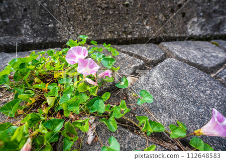 Pink flowers spread all over the shore of Lake Biwa near No. 1 Nagisa Park in Imahama-cho, Moriyama City, Shiga Prefecture in early summer. Pink flowers spread all over the shore of Lake Biwa near No. 1 Nagisa Park in Imahama-cho, Moriyama City, Shiga Prefecture in early summer. 112648583