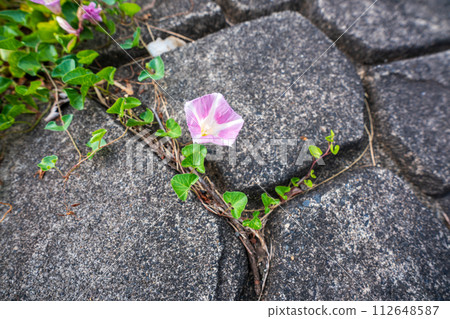 Pink flowers spread all over the shore of Lake Biwa near No. 1 Nagisa Park in Imahama-cho, Moriyama City, Shiga Prefecture in early summer. 112648587