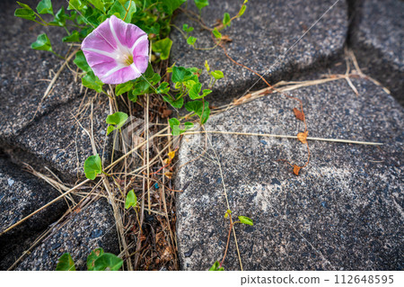 Pink flowers spread all over the shore of Lake Biwa near No. 1 Nagisa Park in Imahama-cho, Moriyama City, Shiga Prefecture in early summer. Pink flowers spread all over the shore of Lake Biwa near No. 1 Nagisa Park in Imahama-cho, Moriyama City, Shiga Prefecture in early summer. 112648595