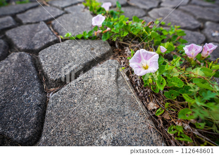 Pink flowers spread all over the shore of Lake Biwa near No. 1 Nagisa Park in Imahama-cho, Moriyama City, Shiga Prefecture in early summer. 112648601