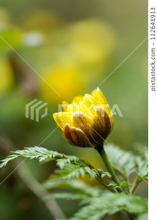 阿多尼斯 112648913