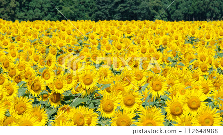 Tsunan向日葵開放空間 112648988