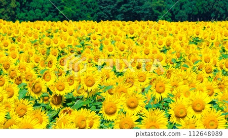 Tsunan向日葵開放空間 112648989