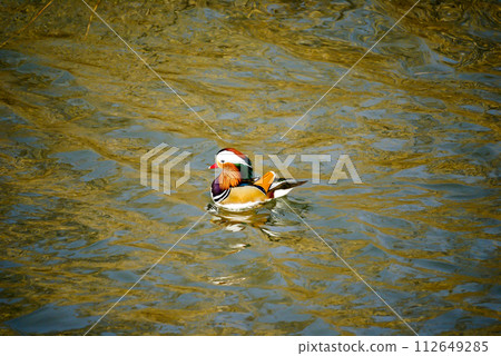 Oshidori on the Yasuragi Embankment of the Shinano River Oshidori on the Yasuragi Embankment of the Shinano River 112649285