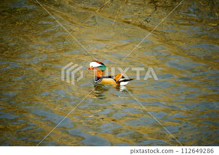 Oshidori on the Yasuragi Embankment of the Shinano River Oshidori on the Yasuragi Embankment of the Shinano River 112649286