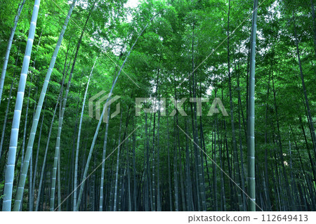 京都八幡市石清水八幡宮的竹林 112649413