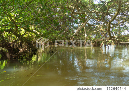Trees in Rayong Botanical Garden, Old Paper Bark Forest, tropical forest with lake or river and reflection in national park and mountain or hill in Thailand. Natural landscape background. Trees in Rayong Botanical Garden, Old Paper Bark Forest, tropical forest with lake or river and reflection in national park and mountain or hill in Thailand. Natural landscape background. 112649544