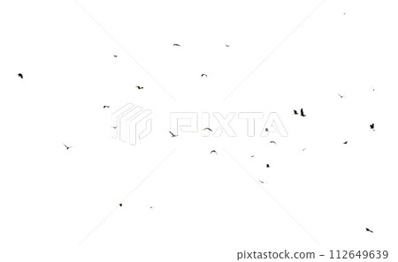 birds flying isolated on sky. Wildlife Animal birds flying isolated on sky. Wildlife Animal 112649639