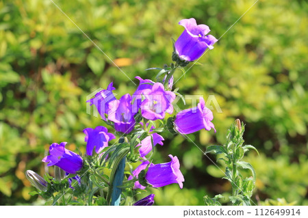 Purple bellweed or campanula 112649914