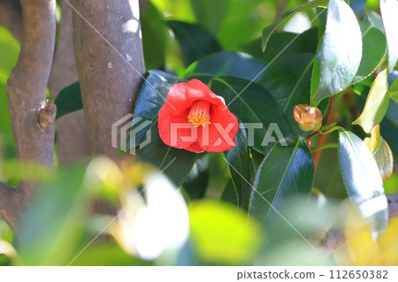 紅山茶花（侘助山茶花） 112650382