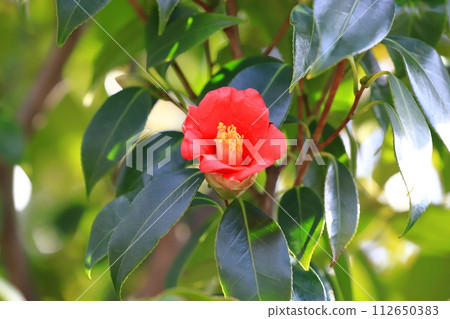紅山茶花(侘助山茶花) 紅山茶花(侘助山茶花) 112650383
