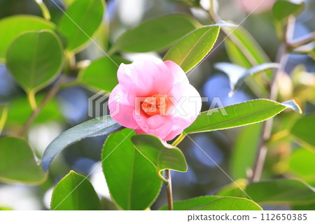 Pink camellia (Wabisuke camellia) 112650385