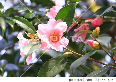 Pink camellia (Wabisuke camellia) Pink camellia (Wabisuke camellia) 112650386