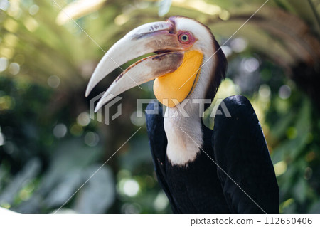 The wreathed hornbill Rhyticeros undulatus, also called bar-pouched wreathed hornbill The wreathed hornbill Rhyticeros undulatus, also called bar-pouched wreathed hornbill 112650406