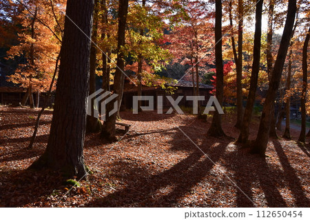 飛驒村的古民居在紅葉盛時改變了運氣 112650454