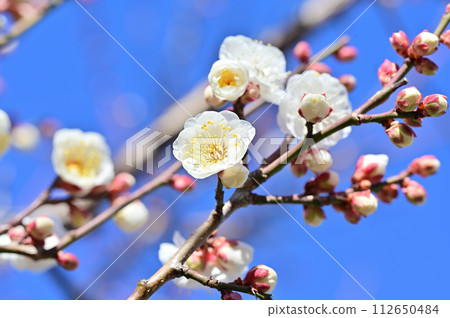 White plum close-up photography White plum close-up photography 112650484