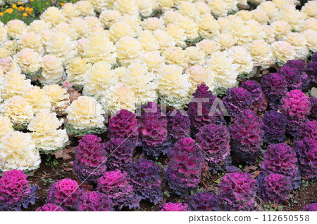 Leaf peonies (Habotan) planted all over 112650558