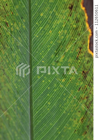 Vein vein of Mizukanna Vein vein of Mizukanna 112650611