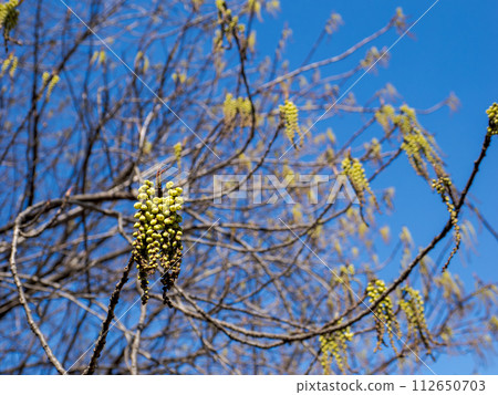Hachijou Kibushi (Hachijogi Gobuko) shines in the spring blue sky Hachijou Kibushi (Hachijogi Gobuko) shines in the spring blue sky 112650703
