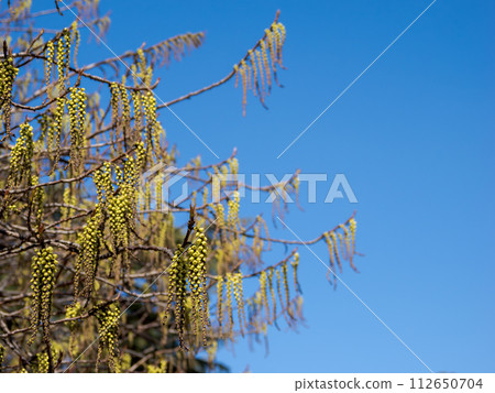 Hachijou Kibushi (Hachijogi Gobuko) shines in the spring blue sky 112650704