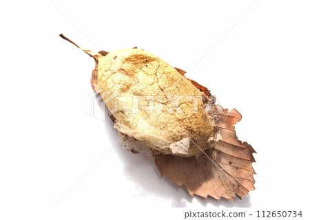 Yamamayu cocoon attached to fallen leaves Yamamayu cocoon attached to fallen leaves 112650734