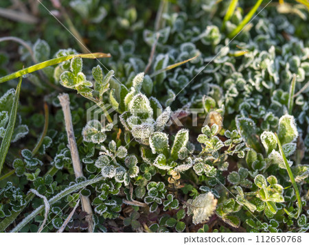 Riverbed plants frozen by radiation cooling 112650768