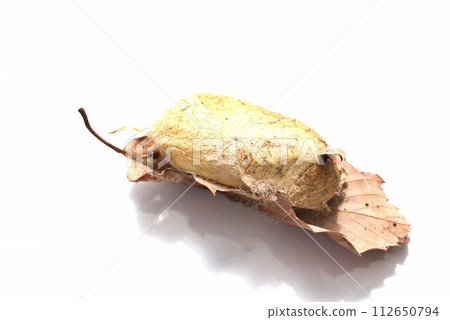 附在落葉上的山麻玉繭 112650794