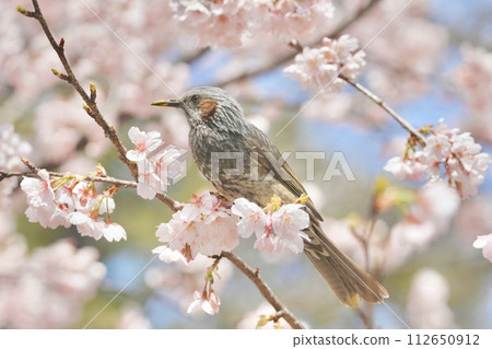 Brown-eared bulbul perched on a branch of Kawazu cherry blossoms in full bloom 112650912