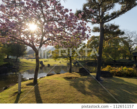 Nara Park Kasuganoenchi in spring when double cherry blossoms bloom Nara Park Kasuganoenchi in spring when double cherry blossoms bloom 112651157