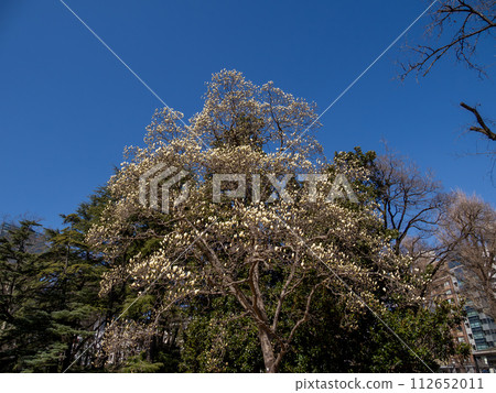 白玉蘭(白玉蘭)開始開花 白玉蘭(白玉蘭)開始開花 112652011