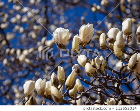 White magnolia (white magnolia) starting to bloom White magnolia (white magnolia) starting to bloom 112652014