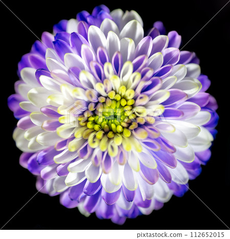 Purple and white speckled chrysanthemums in full bloom Purple and white speckled chrysanthemums in full bloom 112652015