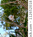 Cherry blossoms bloom 112652018