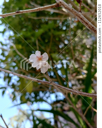 Cherry blossoms bloom Cherry blossoms bloom 112652018