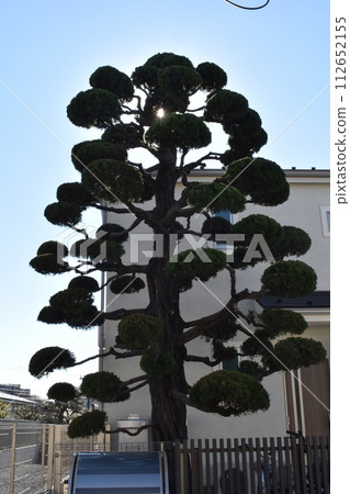 Interesting tree, Suginami Ward, Tokyo, tree Interesting tree, Suginami Ward, Tokyo, tree 112652155