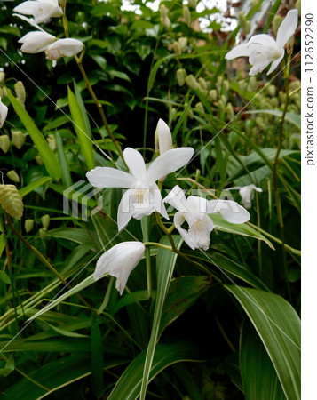 White silane White silane 112652290