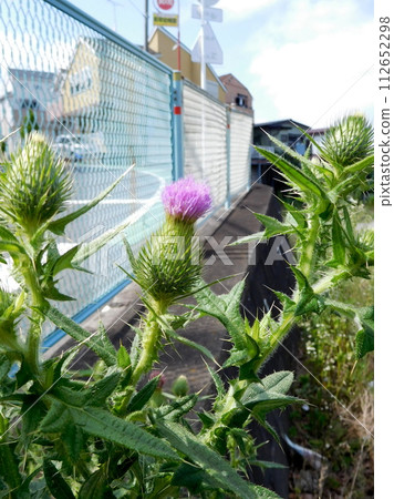 Thistle flowers Thistle flowers 112652298