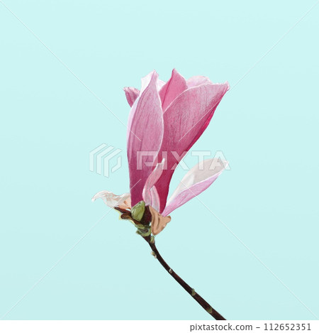 紫水晶蓮花 112652351