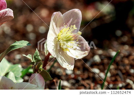 Hellebore, also known as the Christmas rose [Ranunculaceae] 112652474