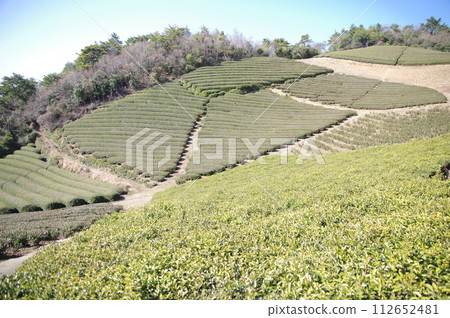 山茶田 112652481