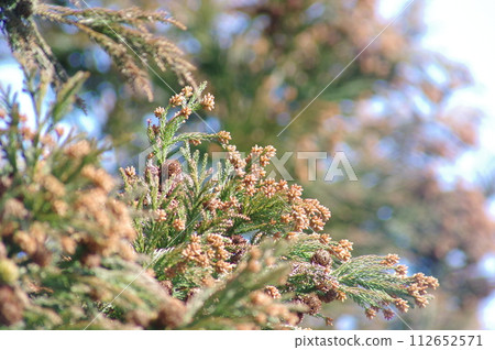 Sugi pollen 112652571