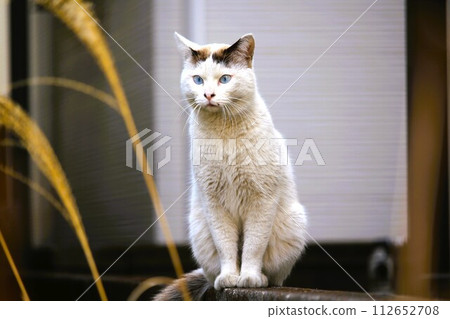 A new stray cat in the garden 112652708