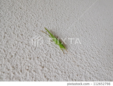 Kubikirigisu 112652798