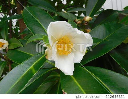 Taiwan Camellia 112652831